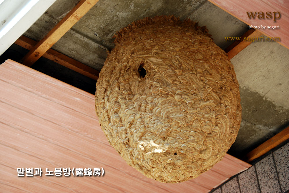충북 단양군 농가주택 지붕처마의 말벌집