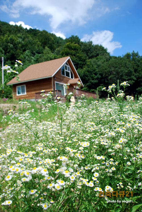 단양 개망초꽃과 조립식전원주택 전경
