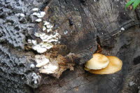 하리하우스 은행나무에 핀 버섯