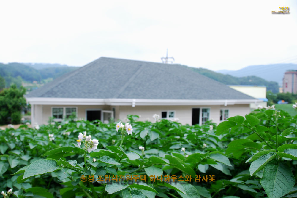 횡성 조립식주택 신축공사 현장의 감자꽃과 하나하우스 
