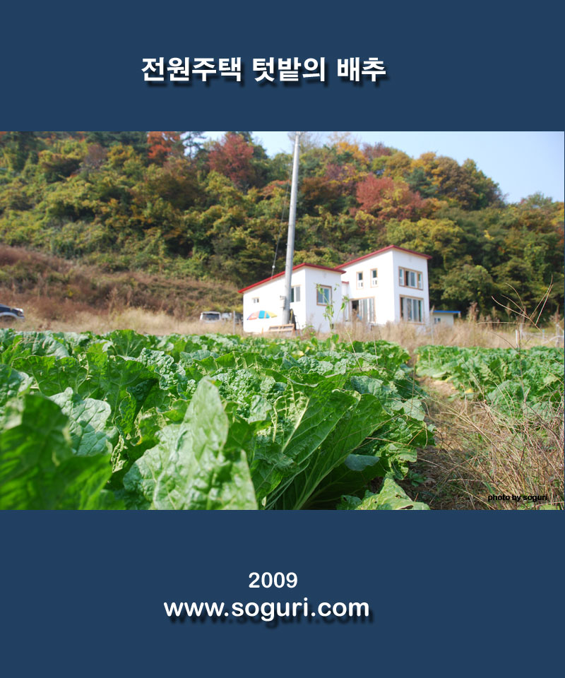 단양 복층 ALC공법 전원주택 신축공사 현장 텃밭의 김장 배추 